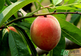 五月份有桃子嗎？5月份有桃子嗎？