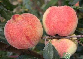 五月份有桃子嗎？5月份有桃子嗎？