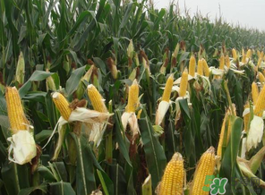 四月份的玉米能吃嗎？四月份有玉米嗎？