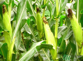 四月份的玉米能吃嗎？四月份有玉米嗎？