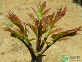 痛風(fēng)能吃香椿嗎？痛風(fēng)能吃香椿煎蛋嗎？