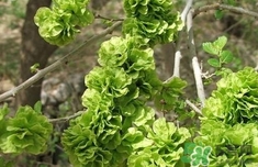 榆錢怎么蒸好吃?榆錢怎么蒸不粘? 榆錢怎么蒸好吃?榆錢怎么蒸不粘?