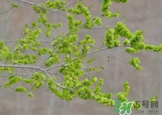 榆錢怎么蒸好吃?榆錢怎么蒸不粘? 榆錢怎么蒸好吃?榆錢怎么蒸不粘?