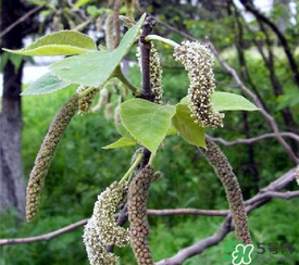 構樹穗有什么作用？構樹穗的作用