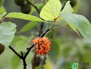 構樹穗有什么作用？構樹穗的作用