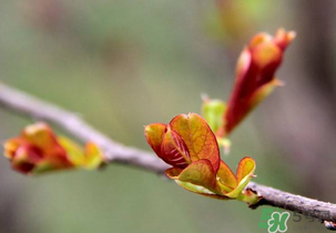 小狗能吃香椿嗎？狗狗可以吃香椿炒雞蛋嗎？