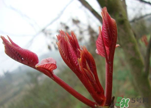 小狗能吃香椿嗎？狗狗可以吃香椿炒雞蛋嗎？