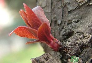 小狗能吃香椿嗎？狗狗可以吃香椿炒雞蛋嗎？