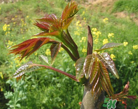 高血壓能吃香椿嗎？高血壓病不能吃香椿嗎？