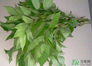 白花菜有什么功效？白花菜的功效是什么？