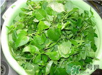 白花菜有什么功效？白花菜的功效是什么？