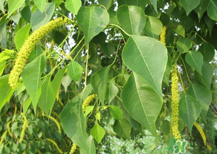構(gòu)樹穗的營養(yǎng)價值 構(gòu)樹穗有什么營養(yǎng)價值？