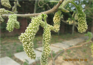 構樹穗有什么作用？構樹穗的作用