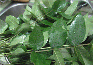 白花菜有什么功效？白花菜的功效是什么？