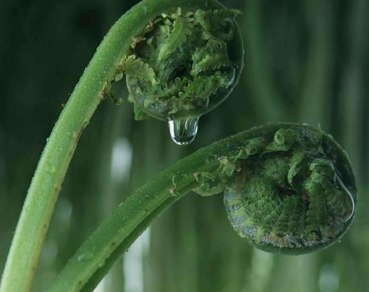蕨菜到底能不能吃？山上的蕨菜能不能吃