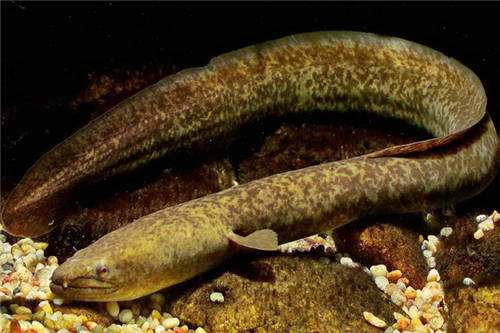 孕婦可以吃白鱔嗎？孕婦能吃白鱔嗎？