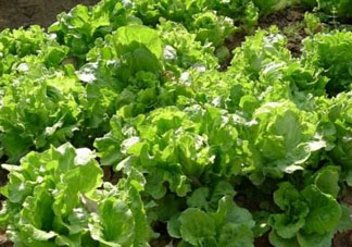 谷雨種什么菜？谷雨前后種什么蔬菜？