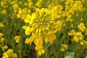 四月份去哪里旅游比較好？四月份最適合旅游的地方