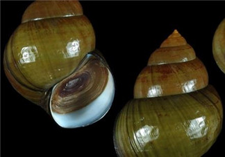 田螺可以凈化水質(zhì)嗎？田螺能凈化水質(zhì)嗎？