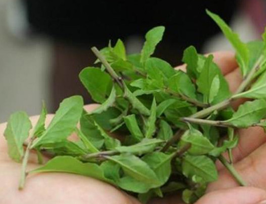 枸杞頭是什么樣子？枸杞頭是什么菜