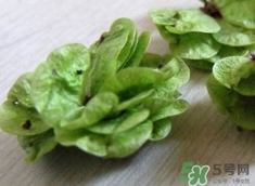 榆錢怎么蒸好吃?榆錢怎么蒸不粘? 榆錢怎么蒸好吃?榆錢怎么蒸不粘?