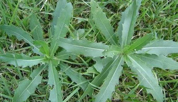 刺兒菜能吃嗎？刺兒菜可以吃嗎