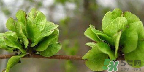 榆錢是榆樹的什么？榆錢是花還是果實(shí)