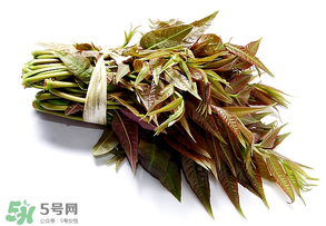 香椿可以助孕嗎？香椿有助孕的功效嗎？