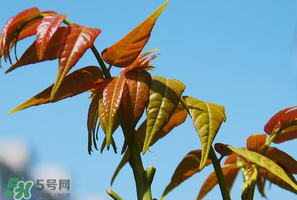 香椿可以助孕嗎？香椿有助孕的功效嗎？