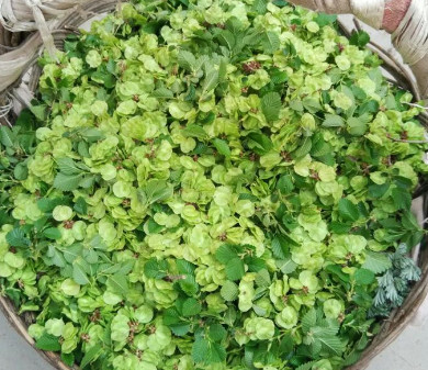 榆錢能炒雞蛋嗎？榆錢炒雞蛋怎么做