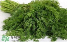 茴香苗有什么好處？茴香苗的功效與作用