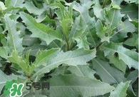 刺兒菜吃了有什么用？刺兒菜有什么功效