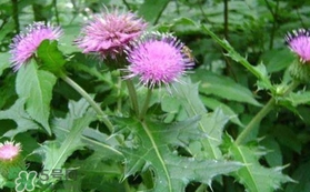 高血壓能吃刺兒菜嗎？刺兒菜能降血壓嗎