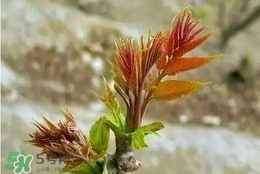 香椿子泡水喝怎么樣？香椿泡水喝的功效