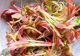 香椿子泡水喝怎么樣？香椿泡水喝的功效