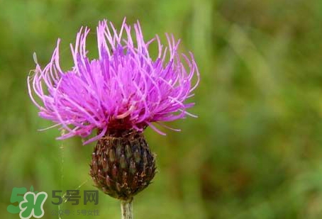 刺兒菜怎么保存?刺兒菜的保存方法 刺兒菜怎么保存?刺兒菜的保存方法