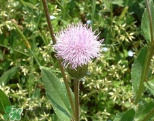 刺兒菜可以生吃嗎?刺兒菜能生吃嗎? 刺兒菜可以生吃嗎?刺兒菜能生吃嗎?