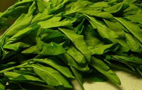 月經(jīng)期枸杞葉能吃嗎？月經(jīng)期可以吃枸杞葉嗎