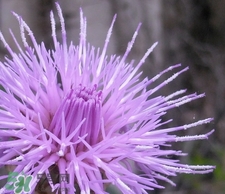 刺兒菜可以生吃嗎?刺兒菜能生吃嗎? 刺兒菜可以生吃嗎?刺兒菜能生吃嗎?