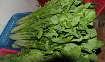 吃枸杞葉有什么好處？枸杞葉的功效與作用