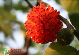 蒸構(gòu)樹花兒的功效 蒸構(gòu)樹花兒有什么功效？