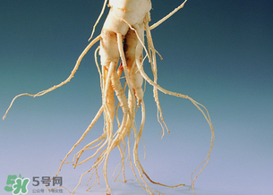 孕婦能吃人參嗎？孕婦可以吃人參嗎？