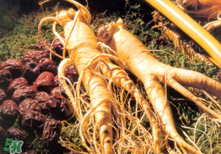 孕婦能吃人參嗎？孕婦可以吃人參嗎？