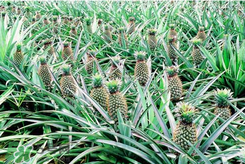 孕婦為什么不能吃菠蘿？孕婦不能吃菠蘿的原因