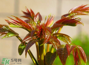 香椿會致癌嗎？香椿吃多了會致癌嗎？ 