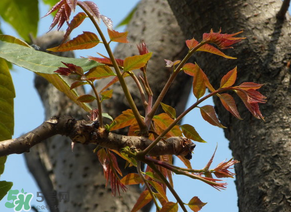 香椿會致癌嗎？香椿吃多了會致癌嗎？ 
