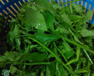 樹仔菜有毒嗎？樹仔菜有沒有毒？