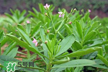 人參菜的功效與作用 人參菜的營養(yǎng)價值 人參菜的功效與作用 人參菜的營養(yǎng)價值