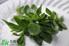 人參菜的功效與作用 人參菜的營養(yǎng)價值 人參菜的功效與作用 人參菜的營養(yǎng)價值