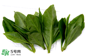 人參菜的功效與作用 人參菜的營養(yǎng)價值 人參菜的功效與作用 人參菜的營養(yǎng)價值